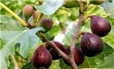 شناسایی نوعی بیمارگر قارچی انجیر برای نخستین بار در جهان