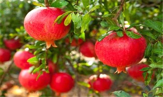 افزایش کیفیت تولید انار با بررسی علمی و تحقیقاتی
