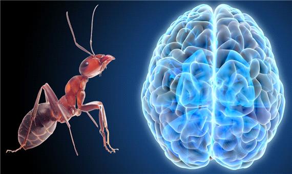 مورچه‌ها چگونه به خطر واکنش نشان می‌دهند؟