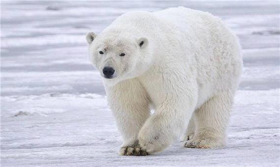 خرس‌های قطبی تا پایان قرن ممکن است منقرض شوند