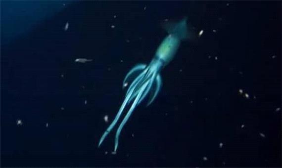 کشف یک موجود عجیب و غول پیکر در اعماق دریای سرخ