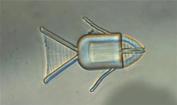 استفاده از ربات میکروسکوپی ماهی برای رساندن دارو به تومورها