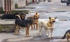 سگ‌های ولگرد را به چین و کره‌جنوبی صادر کنید