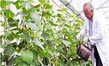 دستیابی محققان ایرانی به دانش فنی تولید بذرهای هیبریدی صیفی‌جات