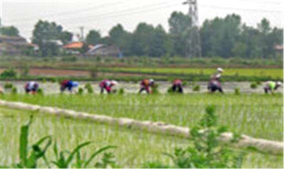 «کشاورزی سنتی و دست‌های پشت پرده» مانع خودکفایی در تولید کالاهای استراتژیک