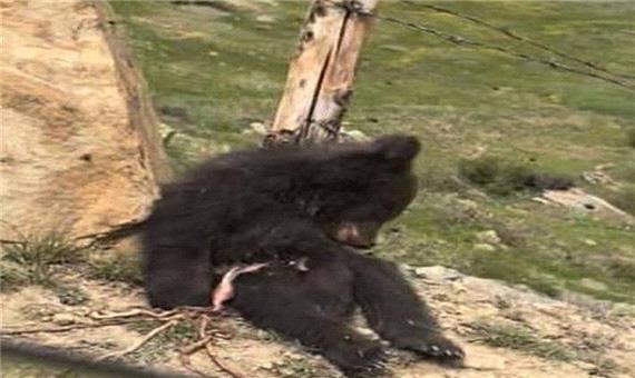 66 مورد خرس‌کشی در دهه گذشته/ فاجعه کی متوقف می‌شود؟