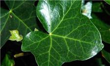 این لایه شفاف، گیاهان را در برابر UV محافظت می کند