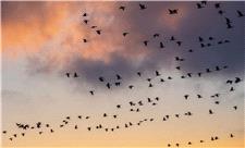نیمی از پرندگان سرتاسر جهان با کاهش جمعیت مواجه شده‌اند