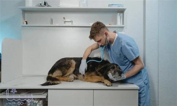 ابداع روش درمان سرطان انسان به کمک سگ ها