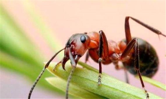مورچه‌ها تشخیص‌دهندگان کوچک سرطان