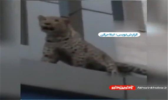 فخر فروشی با باغ وحش‌های شخصی در ایران