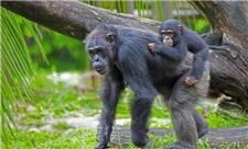 شامپانزه ها برای دسترسی به آب، چاه حفر می کنند