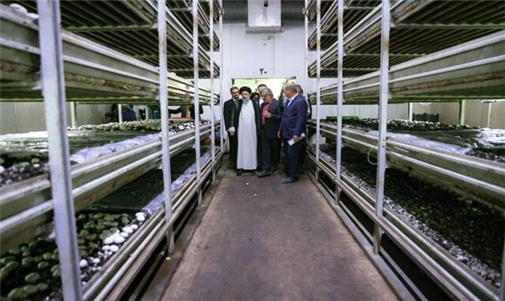 بازدید رئیس‌جمهور از یکی از بزرگترین مزارع پرورش قارچ کشور
