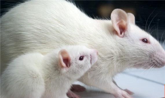 دانشمندان با تزریق خون موش‌های مسن به جوان، علائم پیری را در آن‌ها ظاهر کردند