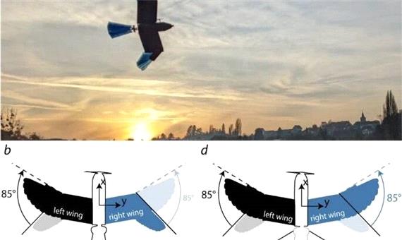 تحول در حرکت پهپادها به کمک طراحی بدن پرندگان