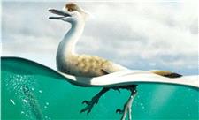 کشف فسیلی از اولین دایناسور غیر پرنده که روی دوپا راه می رفت