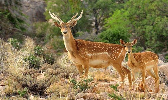 76 گونه جانوری ایران در خطر انقراض