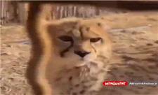 جدیدترین تصاویر از توله یوزپلنگ معروف ایرانی