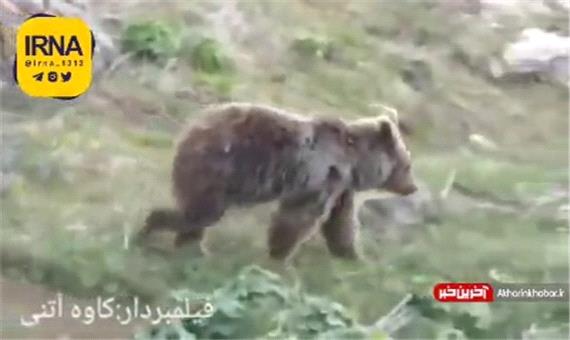 مشاهده یک توله خرس در ارتفاعات مازندران