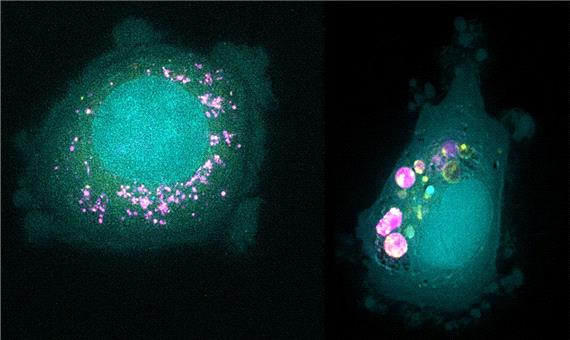 سرنوشت نانوذرات و تاج پروتئینی در سلول مشخص شد