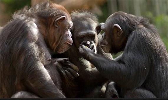 آیا انسان‌ها می‌توانند زبان میمون‌ها را بفهمند؟