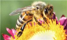 زنبورها چگونه به عسل نمی چسبند؟