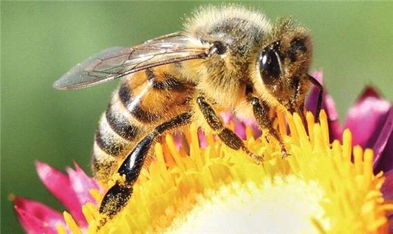 زنبورها چگونه به عسل نمی چسبند؟