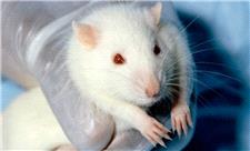 کاشت و تلفیق موفق بافت مغزی انسان در مغز موش‌ها