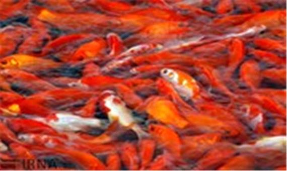 مردم ماهی قرمز را از دست‌فروشان خریداری نکنند/از تماس مستقیم با ماهی خودداری شود