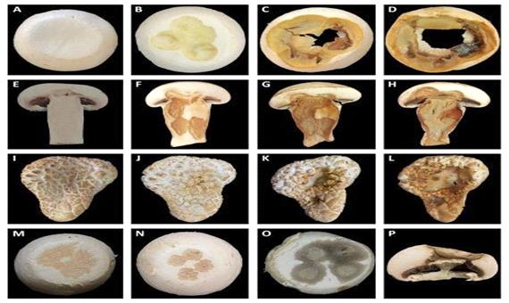 پژوهشگران دانشگاه تهران باکتری‌های مضر برای قارچ خوراکی را شناسایی کردند