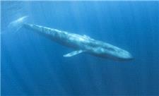 آواز نهنگ‌های آبی کوتوله در «لانینا»