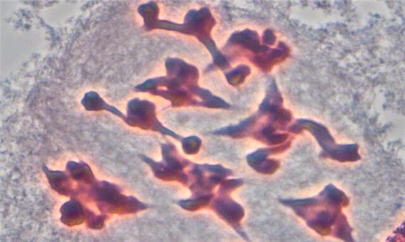 مطالعه کروموزوم‌های میوزی جنس پیاز در ایران با تمرکز بر بخش آکانتوپراسوم