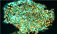 ابداع روشی جدید برای تقلید خصوصیات سلول‌های بنیادی جنینی