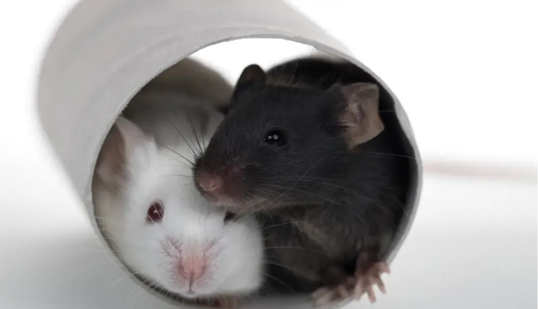 درمان ضدپیری جدید عمر موش‌ها را تا 73 درصد افزایش داد؛ البته فقط در نرها