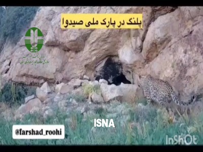 لحظه کم‌نظیر از حضور پلنگ ایرانی در پارک ملی صیدوا