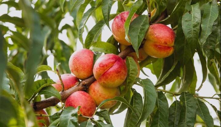 برگ‌ها زمان رسیدن میوه را آشکار می‌کنند