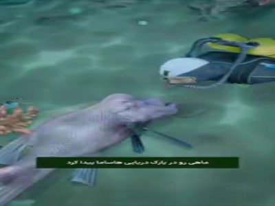 داستان دوستی ۳۰ ساله غواص و ماهی