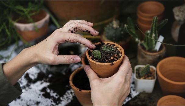 باغبانی، خطر درد زانو و آرتروز را کاهش می‌دهد