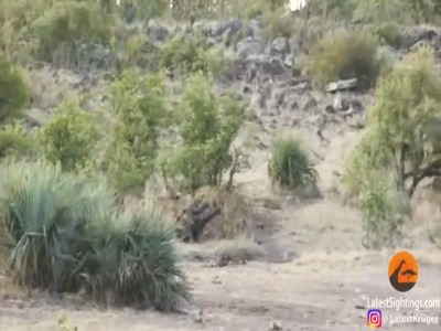 لحظه نجات جان بچه فیل از دست شیرهای گرسنه توسط بوفالوها