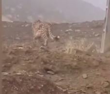 ثبت یک قلاده یوزپلنگ آسیایی در پارک ملی توران