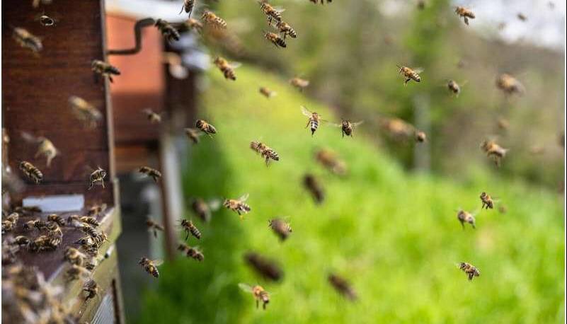 طراحی تراشه‌های رایانه‌ای نسل جدید با الهام از مغز زنبور عسل