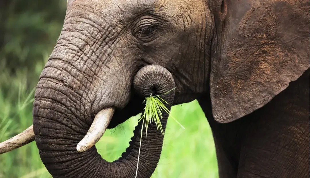 فیل‌ها بدون سبیل‌های روی خرطومشان تقریباً نابینا هستند