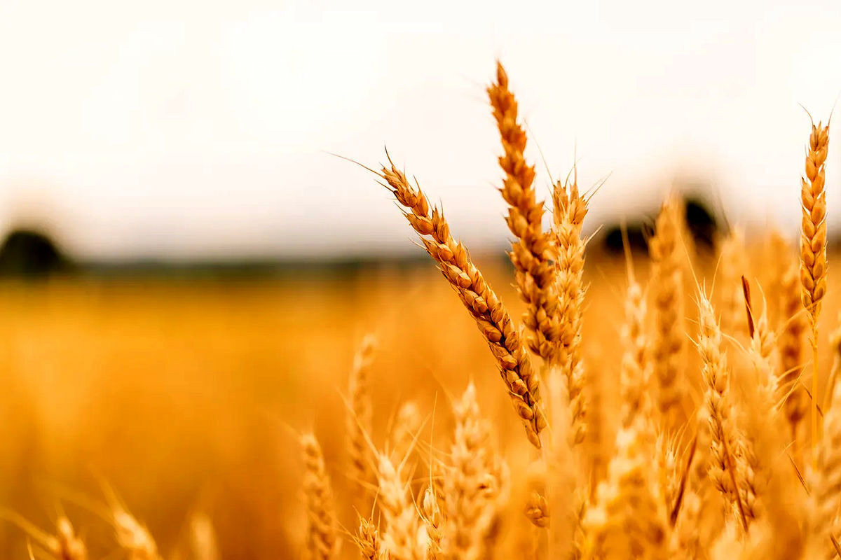 مدیرکل دفتر غلات: پیشنهاد ما برای قیمت خرید تضمینی گندم ۴۵ هزار تومان است