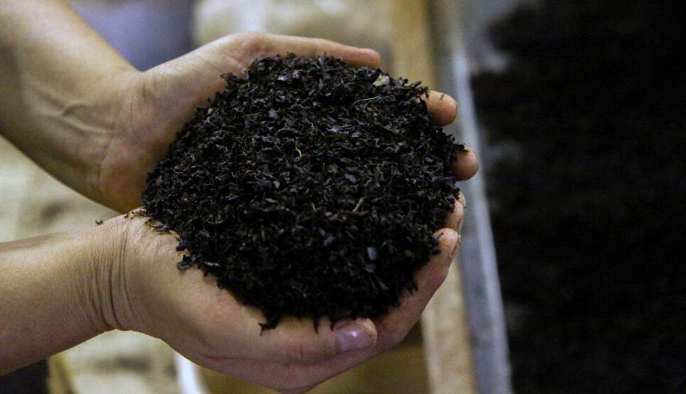 رشد ۱۰.۲ درصدی صادرات چای تا پایان دی‌ماه