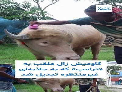 گاومیشی به نام ترامپ در هند به جاذبه گردشگری تبدیل شده است