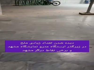 مشهد غرق در ملخ‌ها