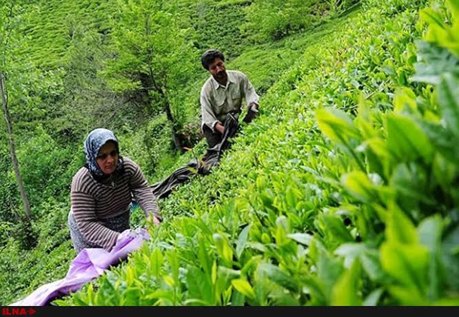رئیس سازمان چای: ۶۷ درصد مطالبات چای کاران تاکنون پرداخت شده است
