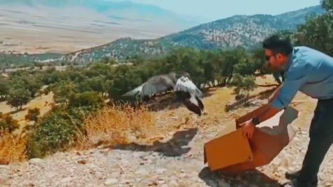 پرواز دوبارهٔ ۲ عقاب‌ در آسمان دالاهوی کرمانشاه