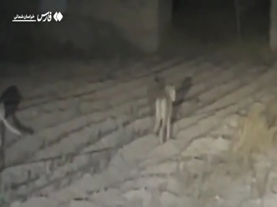 مشاهدۀ سه قلاده پلنگ در جاجرم خراسان‌شمالی | آخرین خبر