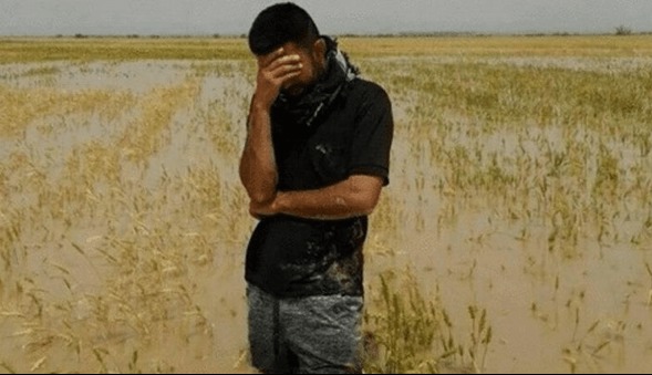 صندوق بیمه کشاورزی: غرامت کشاورزان یک هفته‌ای پرداخت می‌شود